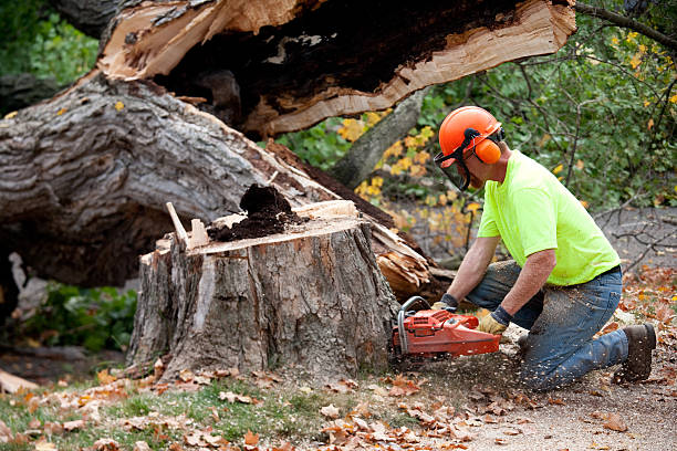 How Our Tree Care Process Works  in  Johnstown, NY